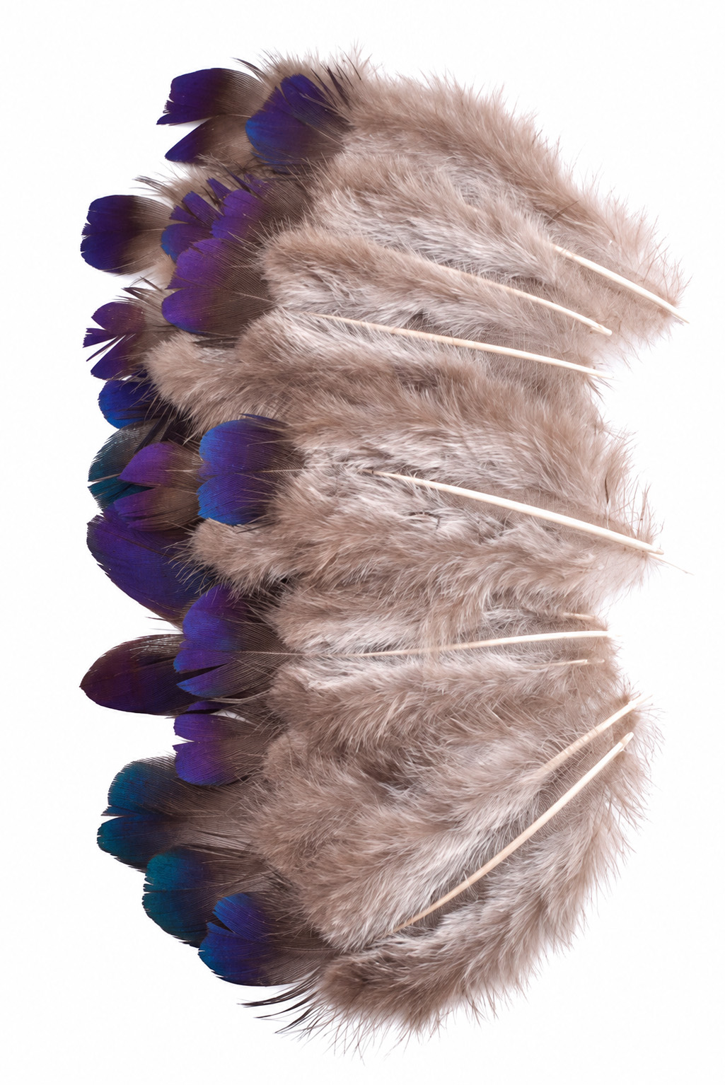 Fasan Himalaja-Königsglanzfasan - 7-10 cm - metallisch blau-violett
